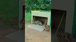 Easy Creative DIY Quail Trap - Underground Bird Trap #shorts