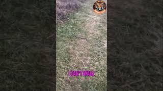 Doberman Saves Owner from Snake on the Path! 