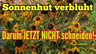 Sonnenhut (Rudbeckia) verblüht: Was tun? Abschneiden oder nicht schneiden?