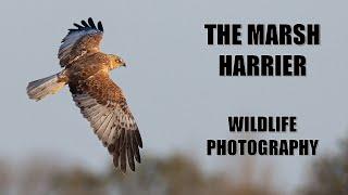 The Marsh Harrier at RSPB Ham Wall : Bird & Wildlife Photography