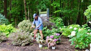 Adding Pops of Color to a Gorgeous Shade Garden