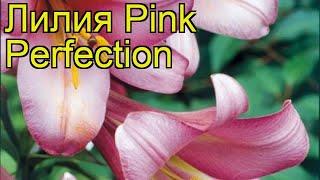 Лилия (Pink Perfection). Краткий обзор: Лилия описание характеристик, где купить луковицы