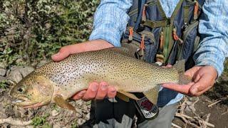 Dry fly fishing for cutthroat trout