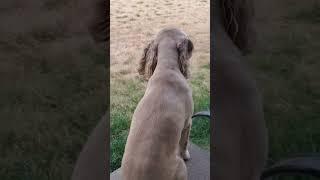 Nic cocker Spaniel playing with sister in the backyard #cockerspaniel #dogs ##youtubeshorts