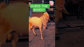Guess the Breed ? | JD Goat Farm