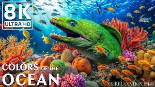 Marine Life 8K (ULTRA HD)  Relaxing Coral Reef Fish & Soothing Music for Peaceful Sleep #9