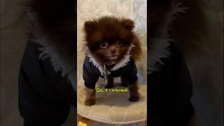 Что такое матерый? #волк #потомок #собака #собаки #шпиц #померанец #матерый