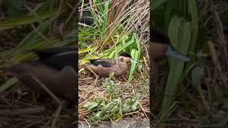 Hottentot teal #duck #waterfowl