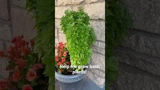 Basil Plant growing suggestions