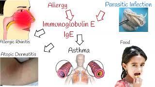 Blood Test: Immunoglobulin E (IgE) -  what does a high immunoglobulin e level mean