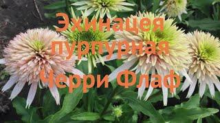 Эхинацея пурпурная Черри Флаф (echinacea purpurea)  обзор: как сажать, саженцы эхинацеи Черри Флаф