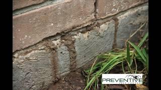 Signs of Termite Activity