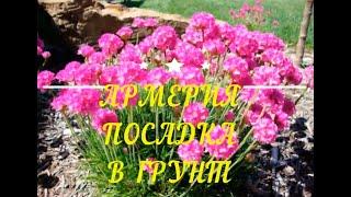 Армерия (Armeria) посадка в открытый грунт