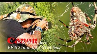 Canon R7 - dragonflies Orb weavers and butterflies - just an amazing time for treasure! 