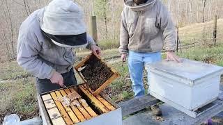 KENTUCKY Bees. Evaluating Strong & Weaker Hives Pre - Honey Flow!