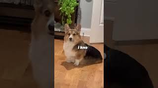 Corgi reacts to the word “bathtime” #corgi #dogs