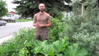 Chop n' Drop in a 5 Year Old Food Forest