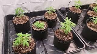 Optic LED Grow Room Tour - Slim 650S vs Optic 8+ gen3 - side by side Grow