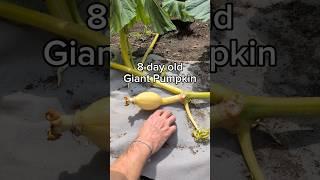 it's an exciting time of year  #giantpumpkin #gardening #plants #garden #vegetables #pumpkin