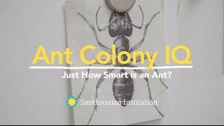 Ant Colony IQ: Just How Smart is an Ant?