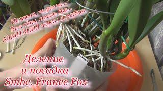 Делю куст каттлеи. Французская лиса France Fox. Посадка каттлеи в горшок. Адаптация через  1.5 мес