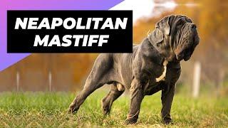 Neapolitan Mastiff  One Of The Biggest Dog Breeds In The World #shorts