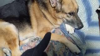 German Shepherd Dog owner gets Achiou winter gloves