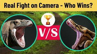 Python Vs Komodo Dragon | Real Fight