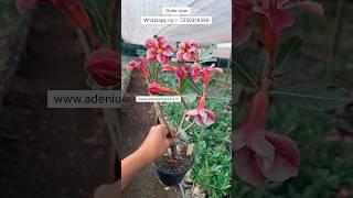 Rare Imported Single Petal Adenium Plant Online Shopping 🪴 #adenium #plants #flowers #gardening