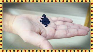 Can the man in the hands of the Giantess live？ | GIANTESS FAMILY