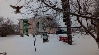 #vlog February 16, 2024. Winter birds (Part 1)