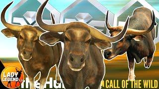 DIAMOND BANTENG are EVERYWHERE in EMERALD COAST!!! - Call of the Wild