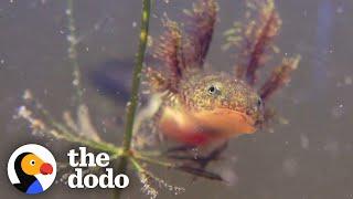 The Extraordinary Life Cycle Of A Salamander | The Dodo