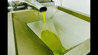 Olive oil production in Montepulciano Tuscany