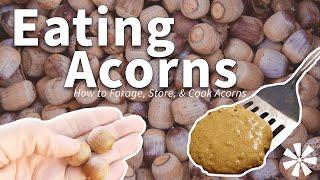 Eating ACORNS : How to Forage, Store, & Cook Acorns