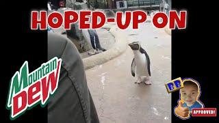 Penguin Hoped-Up On Mountain Dew: Runs Everywhere! Evo Skits