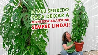 MONSTERA ADANSONII aprenda a CUIDAR e a fazer MUDAS