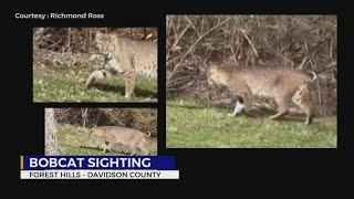 What you should do if you see a bobcat in your yard