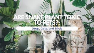 “Are Snake Plant Toxic to Pets?: Dogs, Cats, and Birds” #plantcare #plantsandpetslover