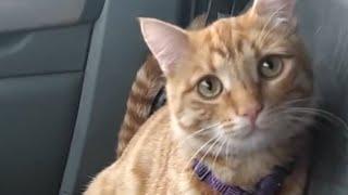 Street cat melts his way into trucker's heart