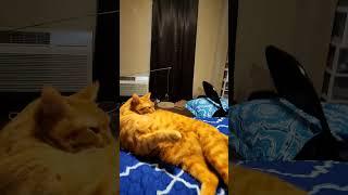 Chonkers or floof? #cat #gingercat #trending #orangecat #cutecat #short #freddy