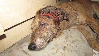 Incredible recovery of alarmingly injured dog found waiting to die.