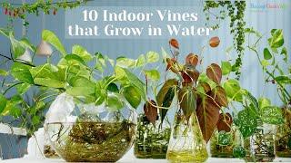 10 Indoor Vines that Grow in Water | Best Climbers #vines