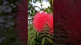 red flowers
