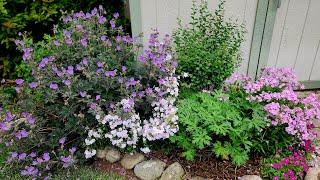 Late June Garden Tour & Walkabout 