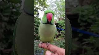 Mitthu ki awaaz  Parrot natural sound #parrot #mithu