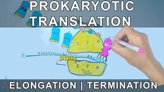 Prokaryotic Translation | Elongation and Termination