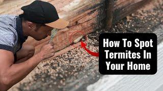 Termite Inspection: How To Spot Termites In Your Home