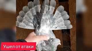 Николаевские голуби.Первый полет.Уход от Атаки.Nikolaev pigeons.Maiden flight.Avoiding an Attack