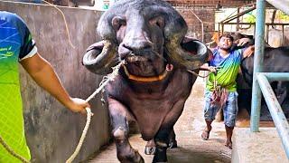 Bull of Jafarabadi breed | The largest breed of water buffalo